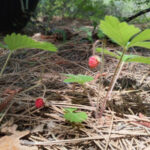 Strawberries